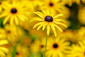 Black eyed susan- rudbeckia flowers