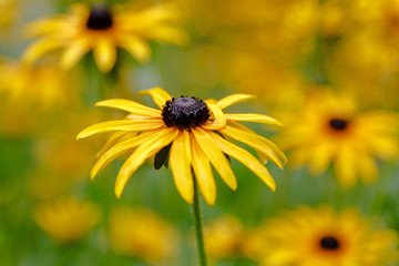 Black eyed susan- rudbeckia flowers