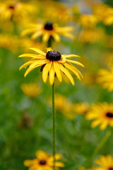 Black eyed susan- rudbeckia flowers