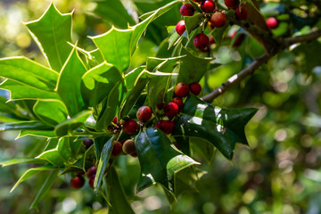 Holly, branches with red berries, Ilex aquifolium