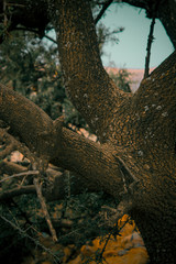 Fototapeta na wymiar lizard on the tree