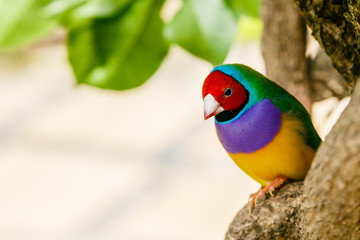 Amadina finch or gouldian finch or erythrura gouldiae bird (Erythrura gouldiae), also known as the Lady Gouldian finch, endemic to Australia.