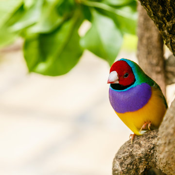 Amadina finch or gouldian finch or erythrura gouldiae bird (Erythrura gouldiae), also known as the Lady Gouldian finch, endemic to Australia.