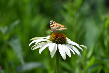 butterfly on flower
