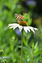 butterfly on flower