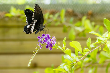A gorgeous black butterfly (Papilio Polytes Butterfly) collecting nectar on a tropical plant. Tropical background or Wallpaper.