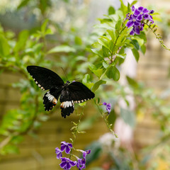 A gorgeous black butterfly (Papilio Polytes Butterfly) collecting nectar on a tropical plant. Tropical background or Wallpaper.