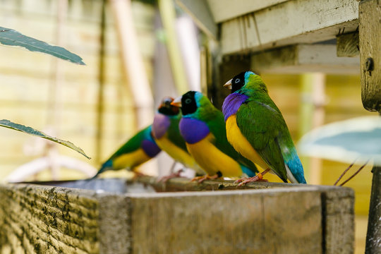 Amadina finch or gouldian finch or erythrura gouldiae bird (Erythrura gouldiae), also known as the Lady Gouldian finch, endemic to Australia.
