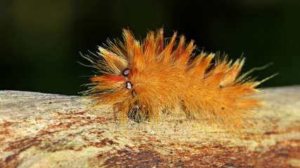 Raupe der Ahorn-Rindeneule (Acronicta aceris)
