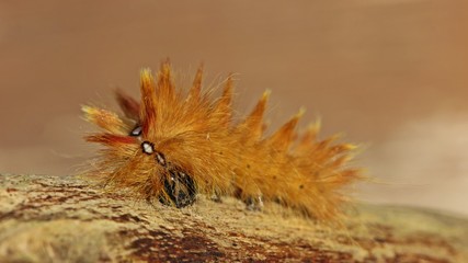 Raupe der Ahorn-Rindeneule (Acronicta aceris)