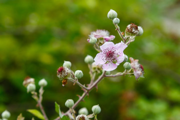 Blossoming branch of a BlackBerry (bramble). Black Berry branch with flowers on a natural background. Bees pollinating flowers.