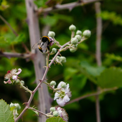 Blossoming branch of a BlackBerry (bramble. Black Berry branch with flowers on a natural background. Bees pollinating flowers.