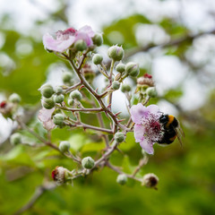 Blossoming branch of a BlackBerry (bramble. Black Berry branch with flowers on a natural background. Bees pollinating flowers.