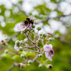 Blossoming branch of a BlackBerry (bramble. Black Berry branch with flowers on a natural background. Bees pollinating flowers.