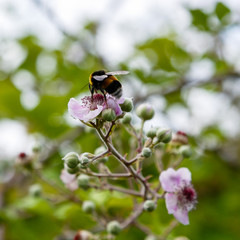 Blossoming branch of a BlackBerry (bramble. Black Berry branch with flowers on a natural background. Bees pollinating flowers.