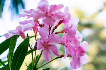 Fototapeta na wymiar Pink flowers of oleander (лат. Nerium) . Oleander is a great tropical plant. Beautiful floral tropical background or Wallpaper.