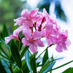 Pink flowers of oleander (лат. Nerium) . Oleander is a great tropical plant. Beautiful floral tropical background or Wallpaper.