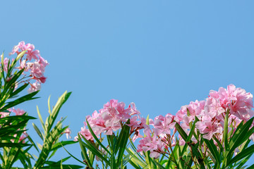 Pink flowers of oleander ((лат. Nerium) against the sky. Oleander is a great tropical...