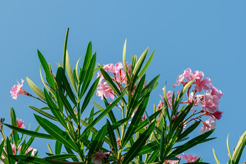 Pink flowers of oleander ((лат. Nerium) against the sky. Oleander is a great tropical...