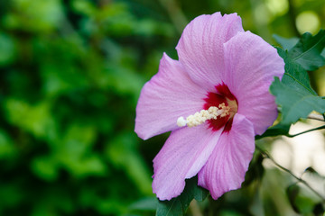 Fototapeta premium Flower of hibiscus (Hibiscus rose sinensis) on green leaves natural background. Karkade tropical garden.