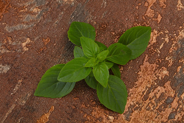 Fresh green Basil leaves - for cooking