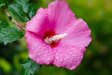 Flower of hibiscus (Hibiscus rose sinensis) on green leaves natural background. Karkade tropical garden.