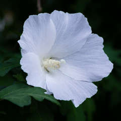 White flower of purple hibiscus (Hibiscus rose sinensis) on green leaves natural background. Karkade tropical garden.