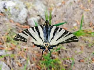 Fototapeta premium Close-up of black and white butterfly 7