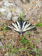 Close-up of black and white butterfly 3