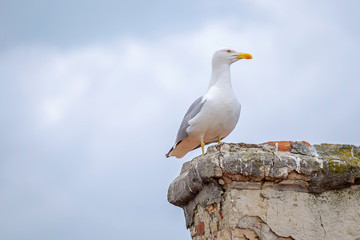 Seagull - a resident of urban roofs 1