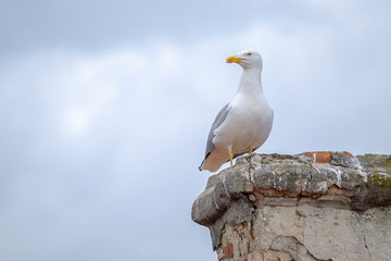 Seagull - a resident of urban roofs 2