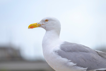 Seagull - a resident of urban roofs 5