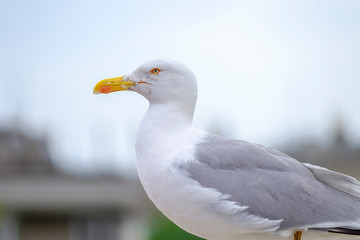 Seagull - a resident of urban roofs 6