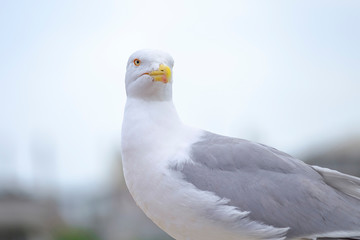 Portrait of Seagull - a resident of urban roofs 1