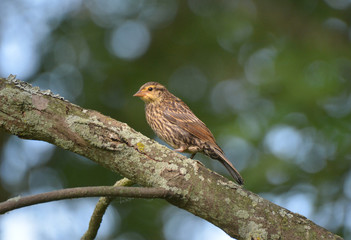 Red-winged Blackbird