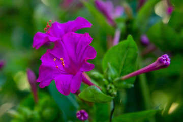 Fototapeta premium Beautiful purple and yellow flowers of Mirabilis jalapa or The Four o’ Clock in summer garden. Colorful floral background.