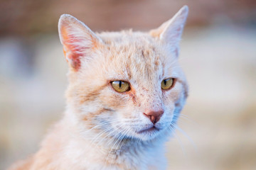 Portrait of serious a red cat 1