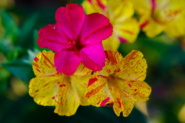 Beautiful purple and yellow flowers of Mirabilis jalapa or The Four o’ Clock in summer garden. Colorful floral background.