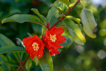 Pomegranate flowers on branch