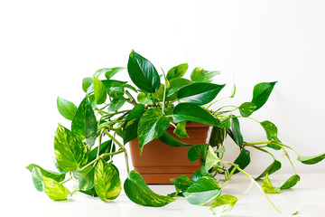 Golden pothos or Epipremnum aureum on white table in the living room home and garden