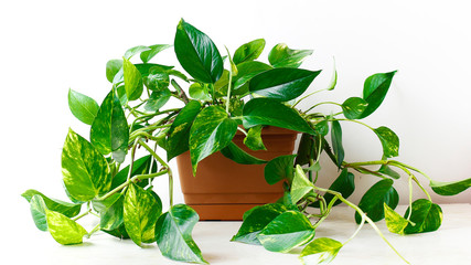 Golden pothos or Epipremnum aureum on white table in the living room home and garden