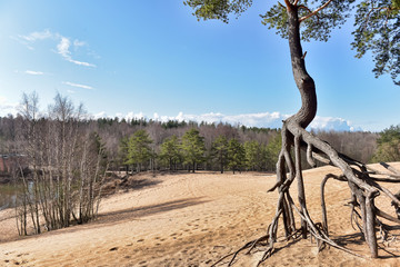 pine tree with high roots on a sandy slope