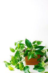 Golden pothos or Epipremnum aureum on white table in the living room home and garden