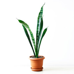 Golden pothos or Epipremnum aureum on white table in the living room home and garden