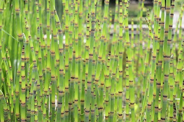 Closeup Equisetum hyemale robusta commonly known as rough horsetail with blurred background in mesic area