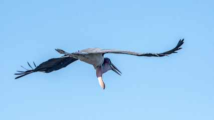 Male marabou in flight