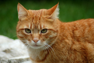 Beautiful specimen of Soriano cat with red brindle fur observes the world with a severe and...