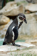 Naklejka premium Dive into or not dive, a dilemma on which this cute penguin seems to reflect, it is a specimen of the Humboldt species that lives along the coasts of South America, from Peru to Chile, in plumage alte