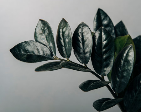 Zamioculcas Zamiifolia