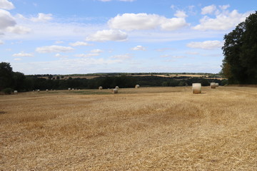 Fototapeta premium Champs en Bourgogne